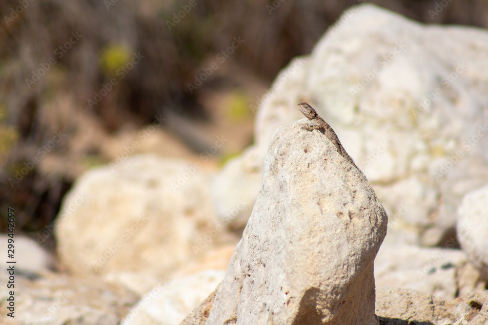 Stellagama is a monotypic genus of agamid lizard, containing the single species Stellagama stellio, also known as the starred agama or the roughtail rock agama. Stellagama is a monotypic genus of agamid lizard, containing the single species Stellagama stellio, also known as the starred agama or the roughtail rock agama.
