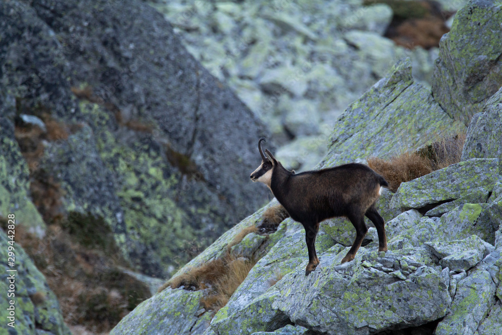 Alpine chamois (Rupicapra rupicapra tatrica) in a mountain natural environment. A chamois from Retezat mountain, a national park. Alpine chamois (Rupicapra rupicapra tatrica) in a mountain natural environment. A chamois from Retezat mountain, a national park.