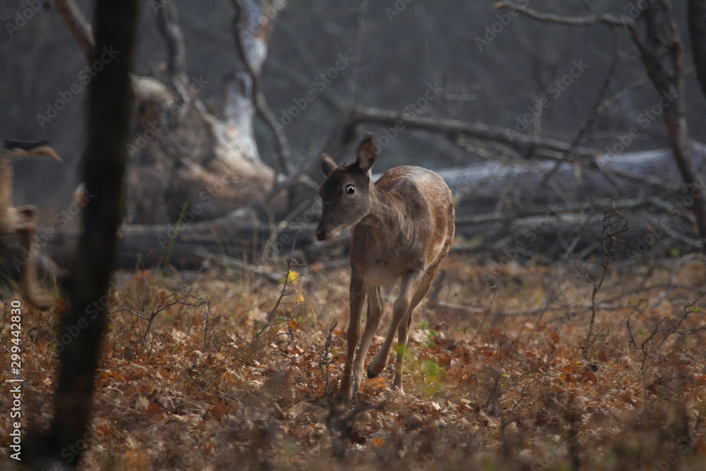 Fallow Deer, Dama dama, buck with antlers walking in a forest from South Romania Fallow Deer, Dama dama, buck with antlers walking in a forest from South Romania
