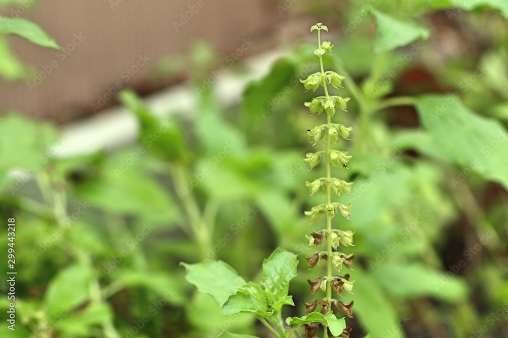 basil plant in the nature