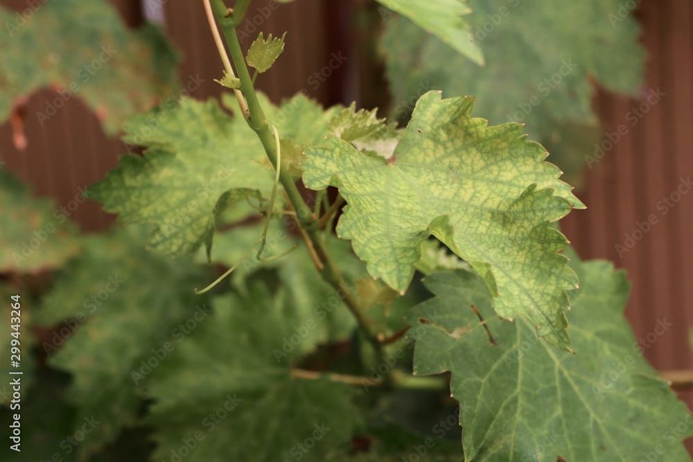 Grape leaves in the nature Grape leaves in the nature