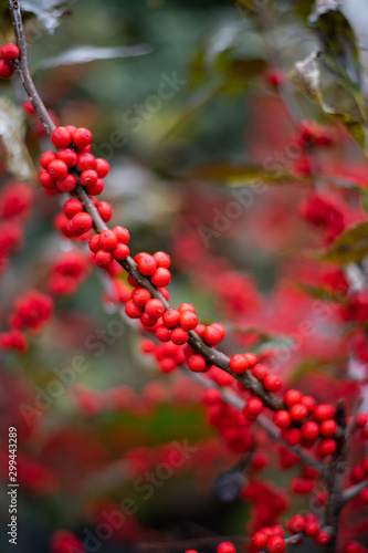Red Berries on a Branch © Burrell Photo