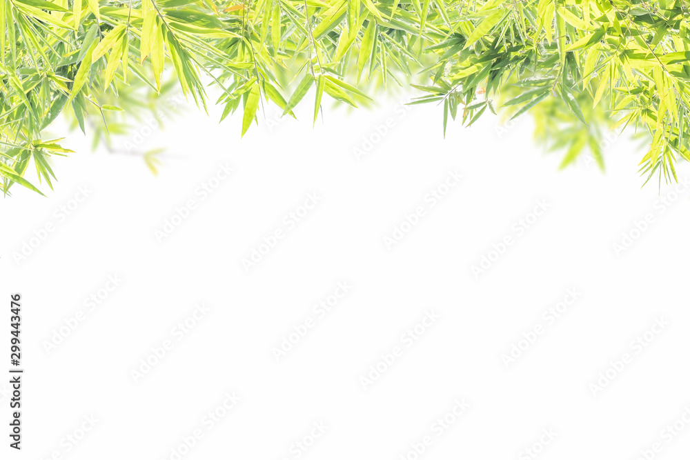 Bamboo leaves in isolated white background,Frame leaf concept Bamboo leaves in isolated white background,Frame leaf concept