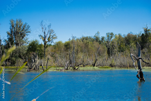Trees and cattails surround a calm lake 
