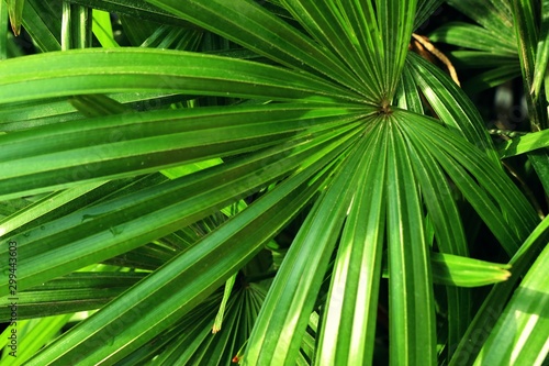 Green leaves in the tropical