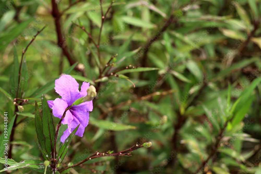 Purple flowers in the tropical Purple flowers in the tropical