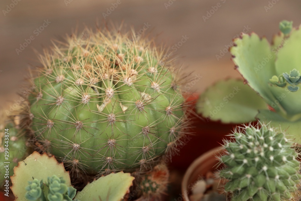 Beautiful small cactus for decoration Beautiful small cactus for decoration