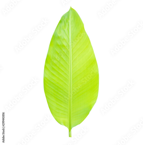 Banana green leaves in isolated white background Clipping path