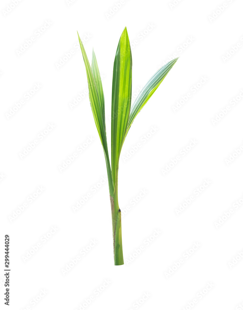 Young palm tree in isolated white background,Clipping path Young palm tree in isolated white background,Clipping path