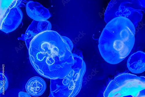 Blue electric jellyfish