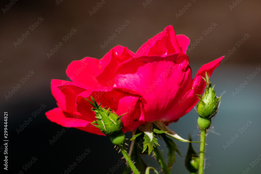 Red rose Red rose