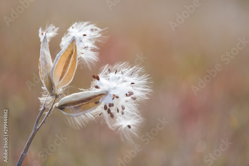 Milkweed seeds on blurry background