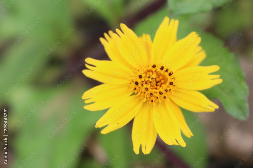 flor amarela flor amarela