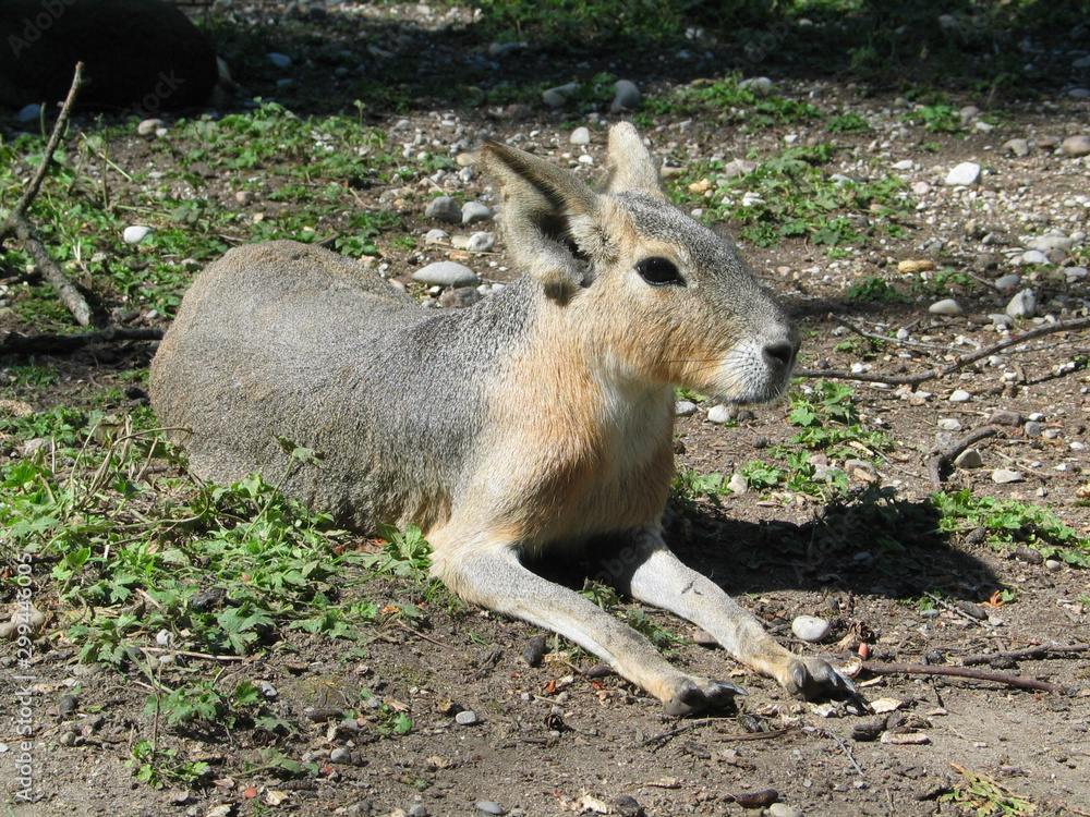 Obraz premium capybara lying down (Hydrochoerus)