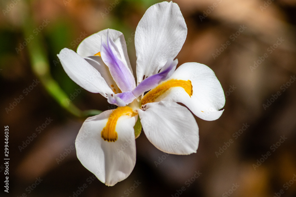 White iris White iris