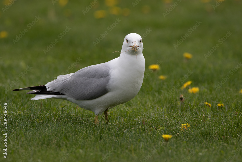 Seagull looking at the camera