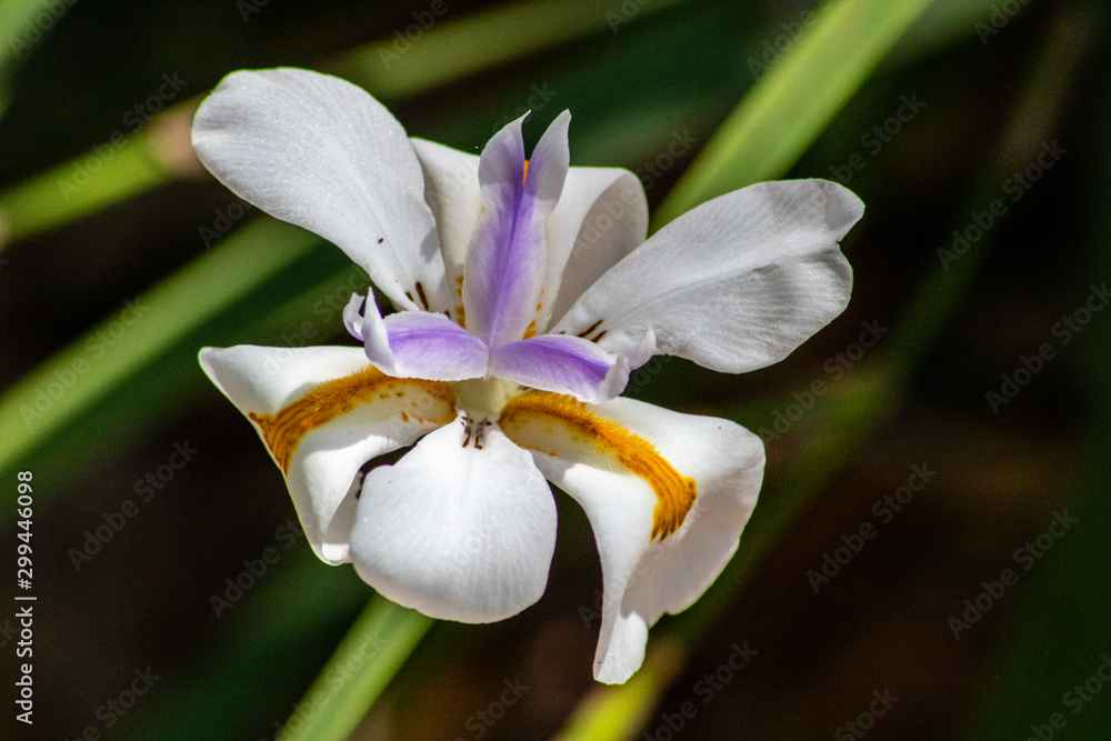 Fototapeta premium White iris