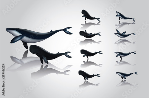 Photography Vector and illustration graphic digital design,Blue whale  isolated on white bac