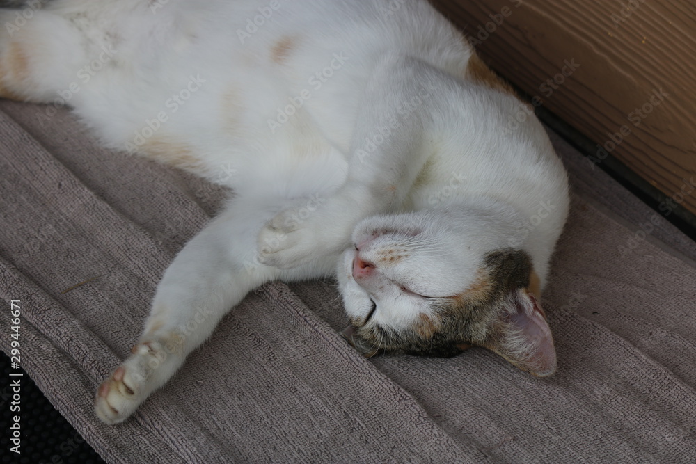 The cat is lying on a napkin in front of the shop entrance.