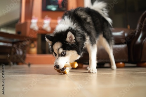 Christmas Pomsky Puppy playing with Candy Cane Bone