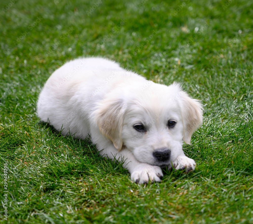 white golden retriever puppy laying in grass white golden retriever puppy laying in grass