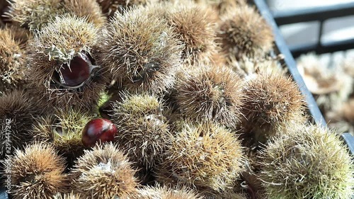 Chestnuts with burrs