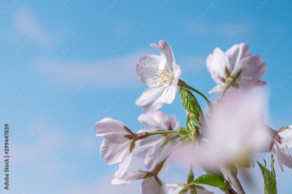 Cherry blooms Cherry blooms