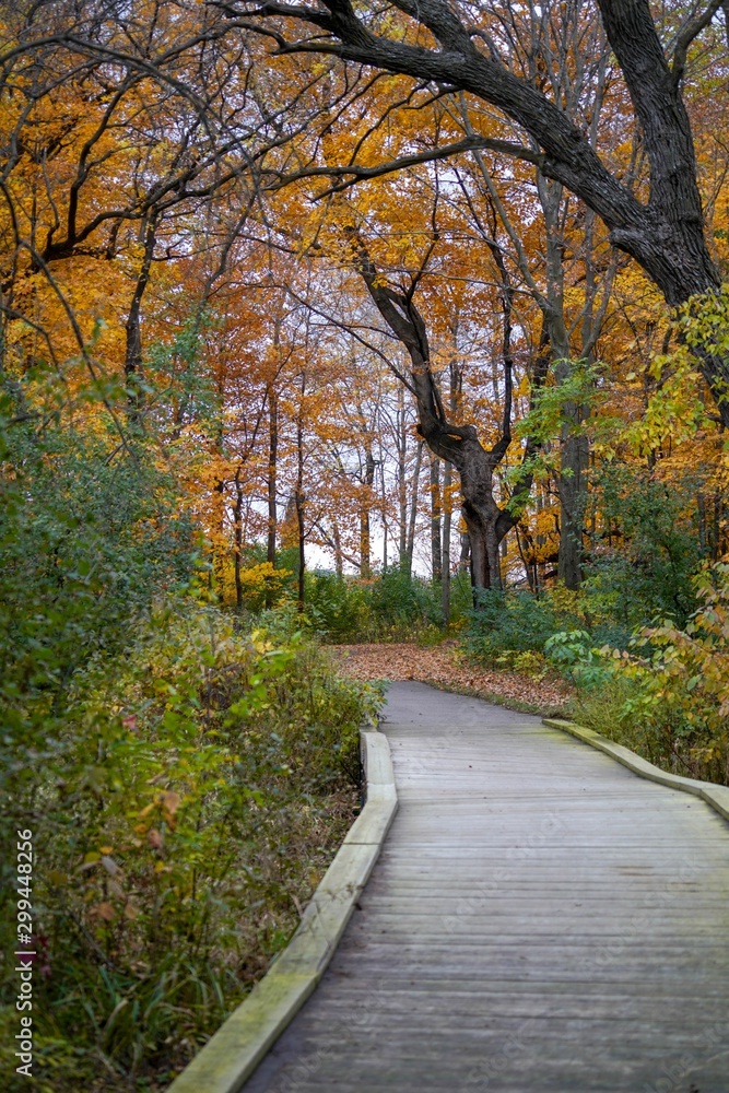 Boardwalk in the woods in Autumn