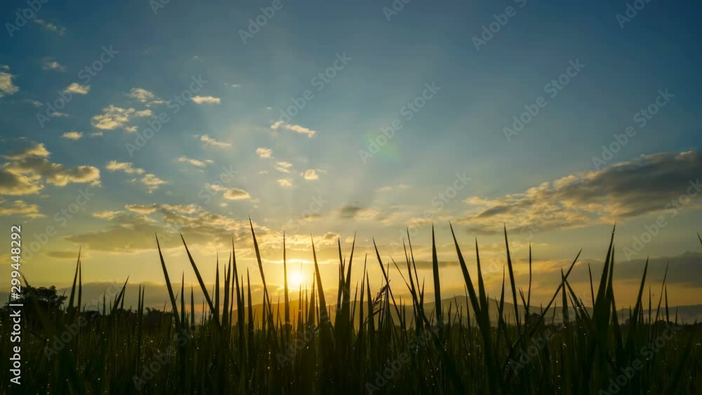 Time-Lapse Silhouette rice fields with raindrop during sunrise with blue sky. JIB camera effect. Time-Lapse Silhouette rice fields with raindrop during sunrise with blue sky. JIB camera effect.