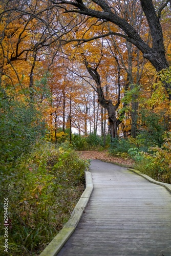 Boardwalk in the woods in Autumn