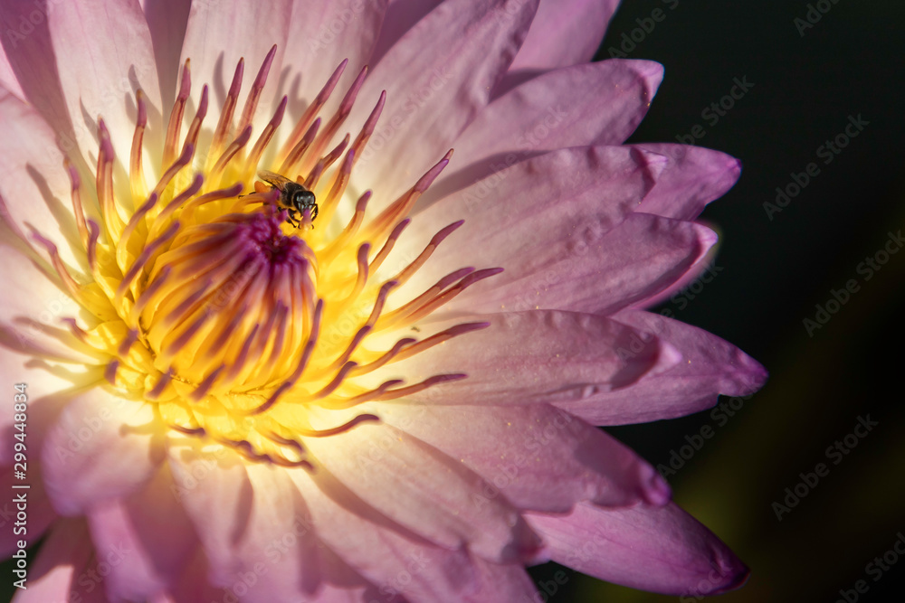 Close-up bee swarming on beautiful purple lotus's pollen. Close-up bee swarming on beautiful purple lotus's pollen.