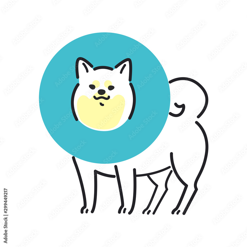 犬 ポーズ 表情 1匹 エリザベス 柴犬 犬 ポーズ 表情 1匹 エリザベス 柴犬