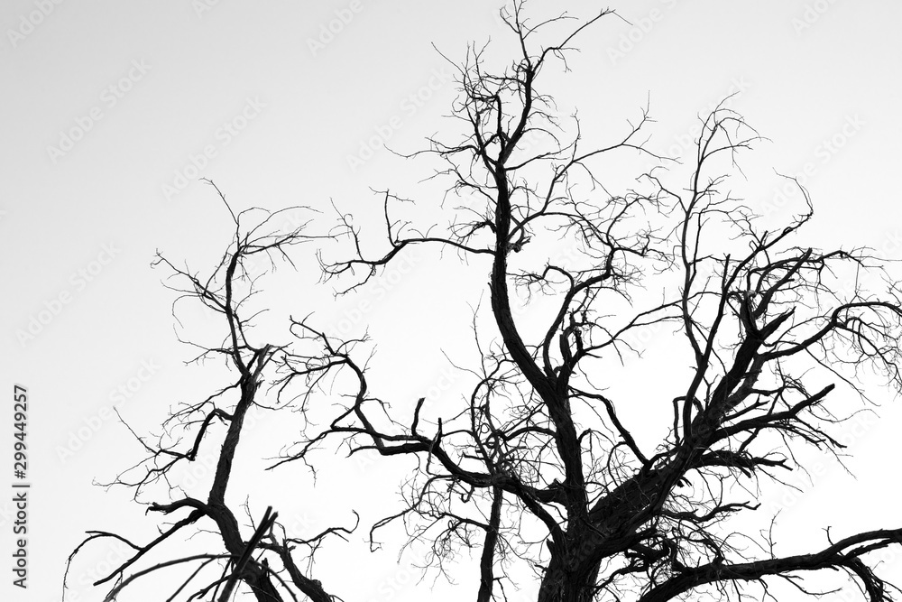 Obraz premium Dead tree branches in black and white