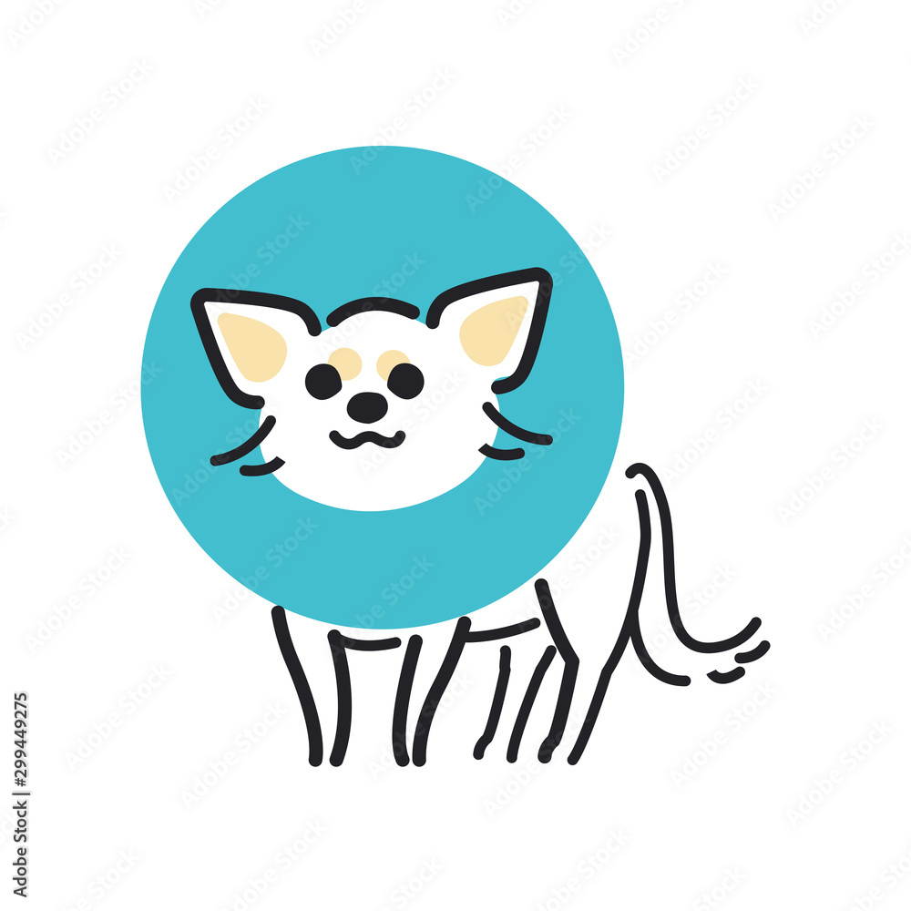 Fototapeta premium 犬 ポーズ 表情 1匹 エリザベス チワワ