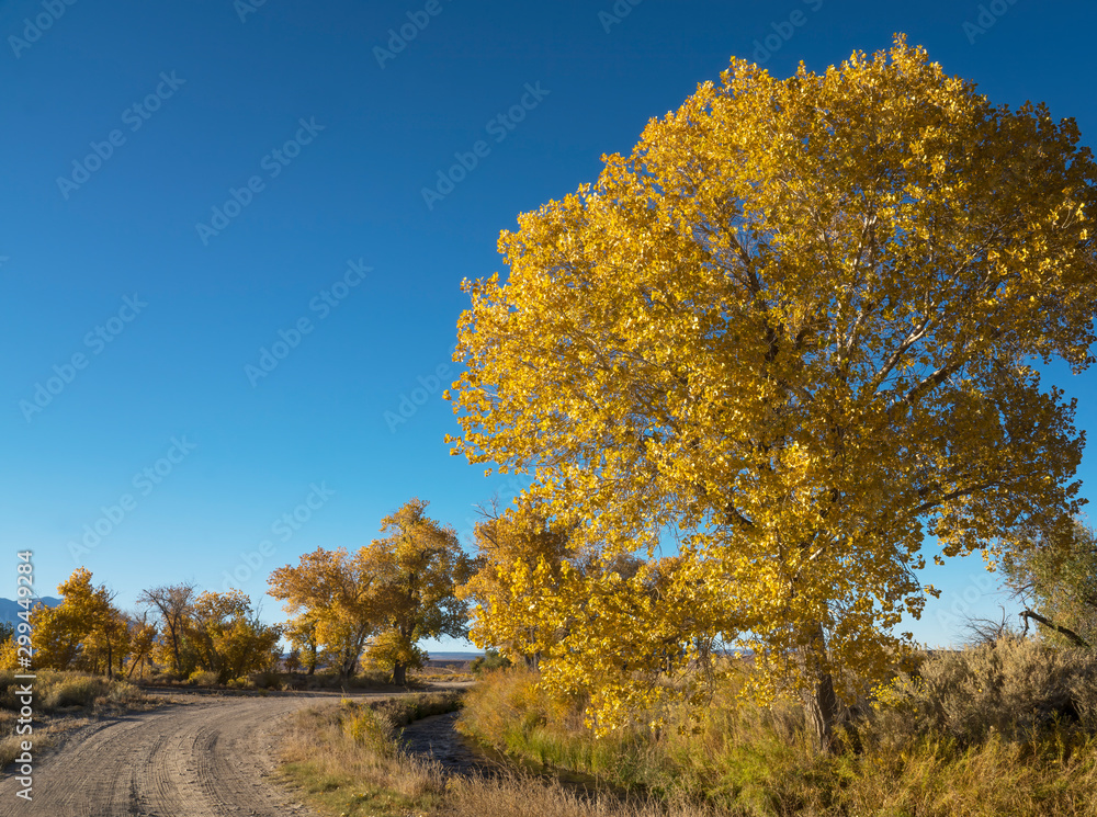 Fall colors on a rural road