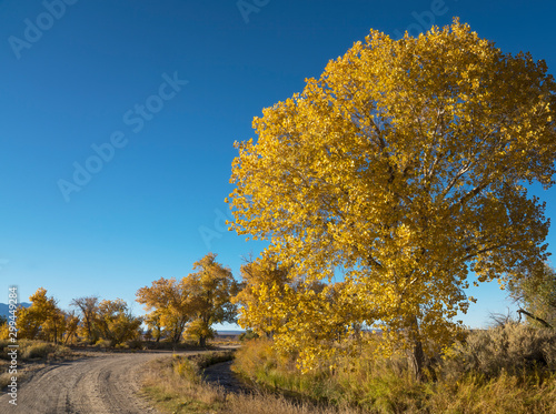 Fall colors on a rural road