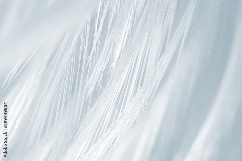 Obraz premium Beautiful White - Baby blue colors tone feather texture background
