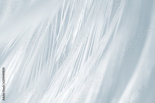 Beautiful White - Baby blue colors tone feather texture background