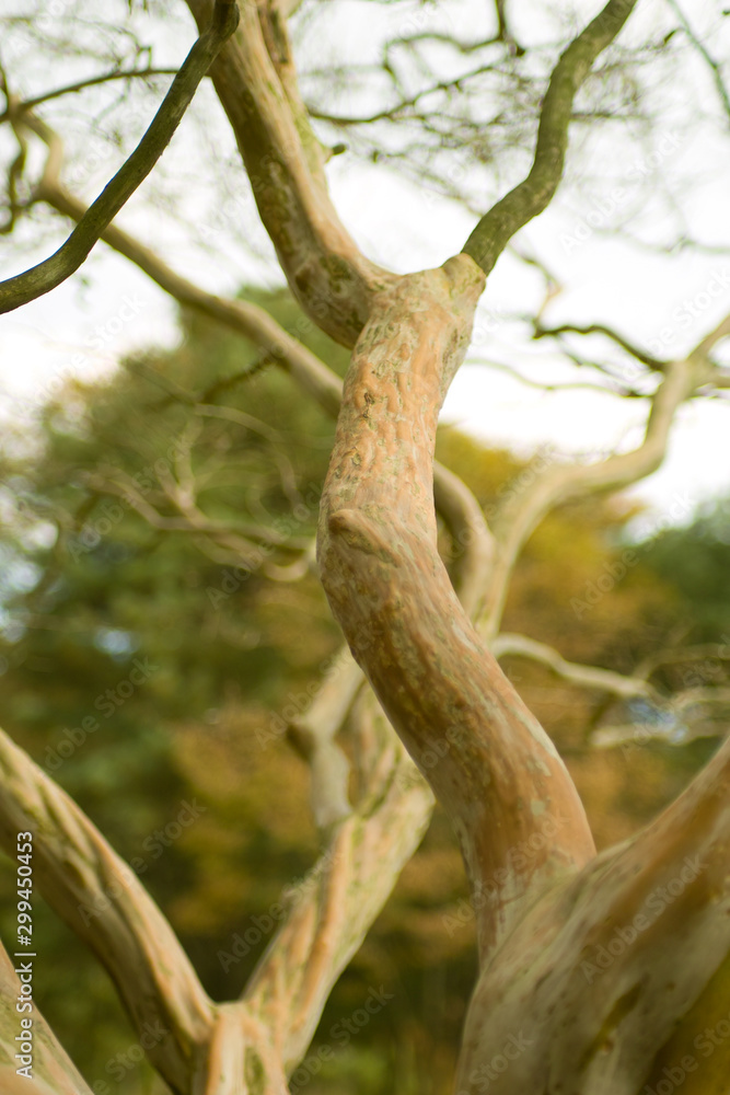 The natural and beautiful form of the tree The natural and beautiful form of the tree