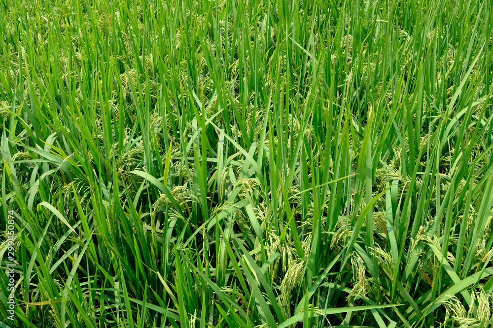 fresh green paddy on the field horizontal composition fresh green paddy on the field horizontal composition