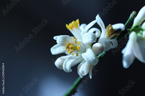 Konstfotografi Macro view of white Meyer lemon tree blossoms with defocused background