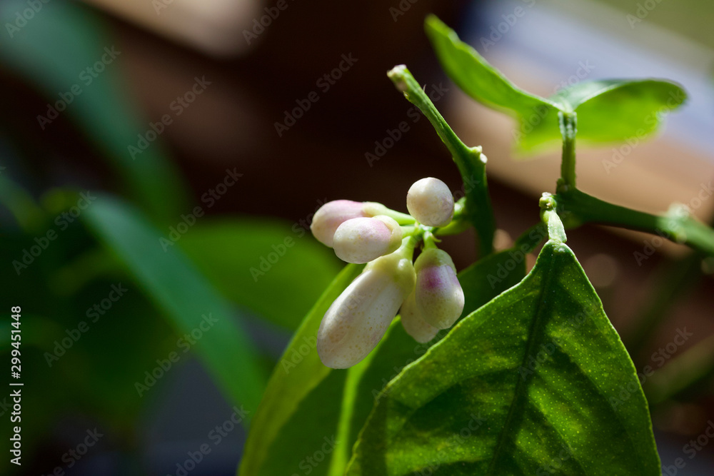 Macro view of white Meyer lemon tree blossoms with defocused background Macro view of white Meyer lemon tree blossoms with defocused background