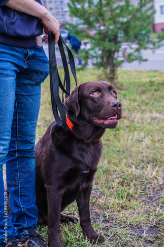 Dog training in the park