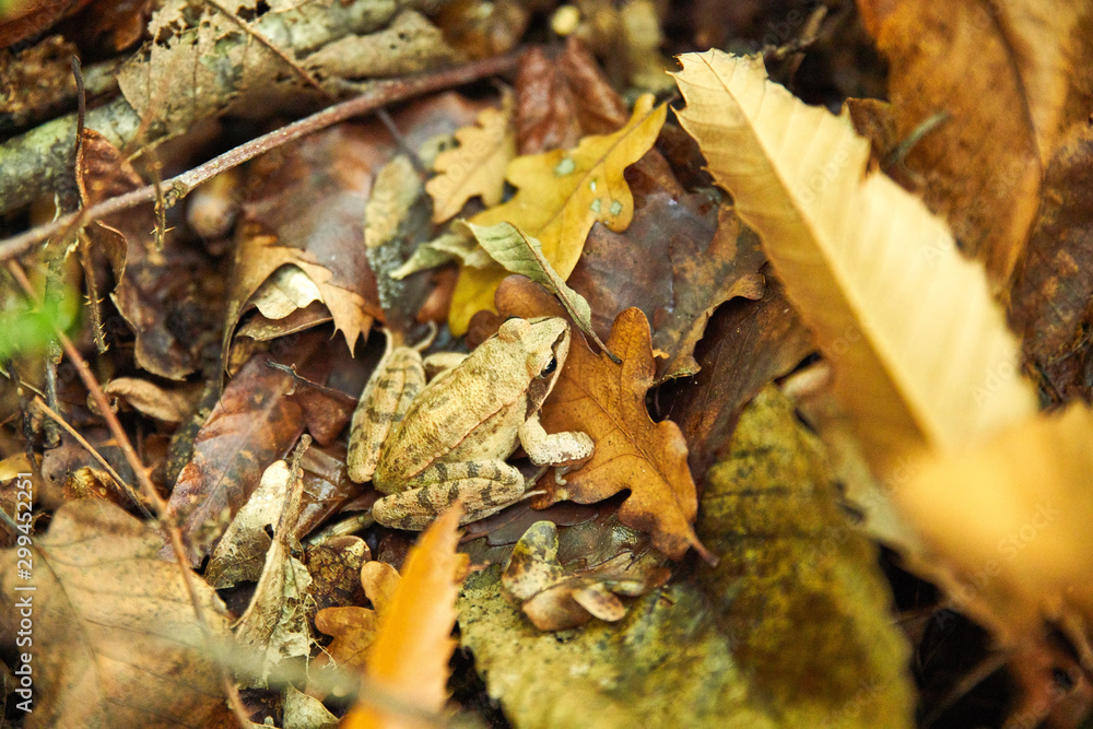 Frog camouflaged in the carpet of autumn leaves, in the woods