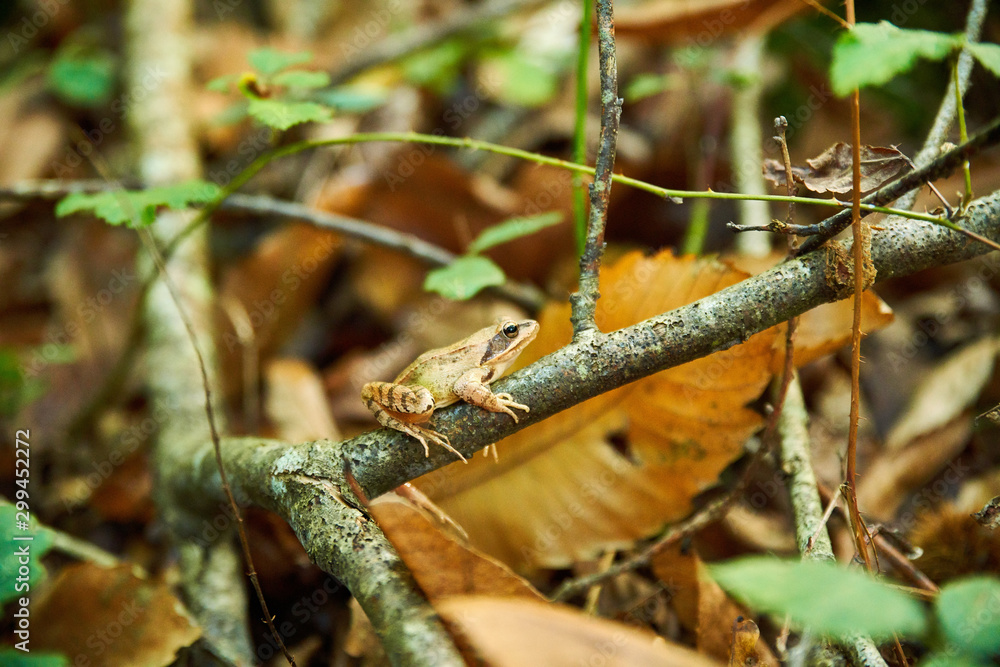 Frog perched on a branch in the woods in autumn Frog perched on a branch in the woods in autumn