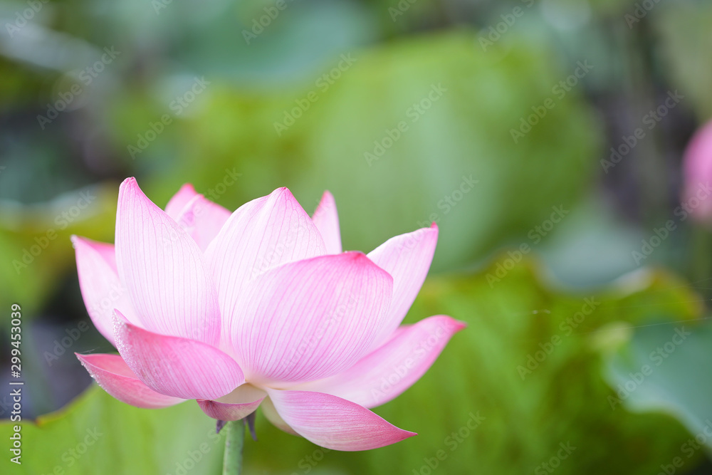 Pink lotus flower under sunlight Pink lotus flower under sunlight