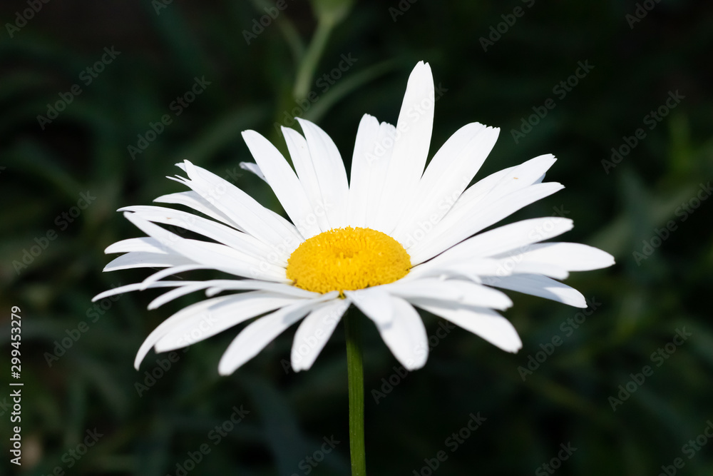 white and yellow daisy. wild flower. Only one, isolated. Dark background. white and yellow daisy. wild flower. Only one, isolated. Dark background.