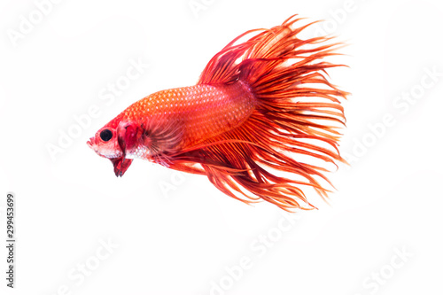 Fighting fish  Betta splendens  Fish with a beautiful array of colorful beauty.