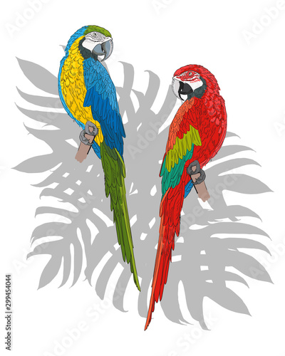 Postcard couple of exotic macaw parrots