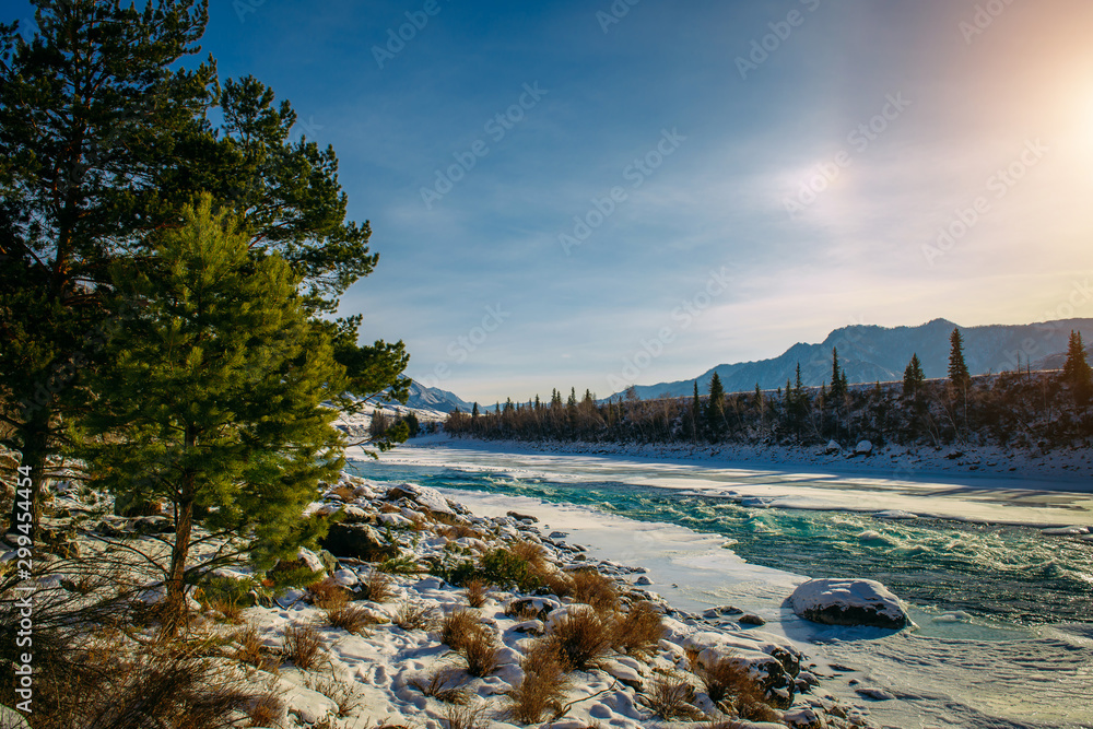 Obraz premium Pine trees, Alpine river and snow-covered shore. Turquoise river in the mountains on a frosty winter day. Incredible mountain valley landscape in sunlight.